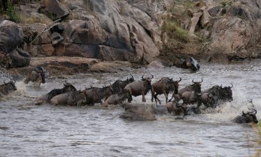 Wildebeest migration 2