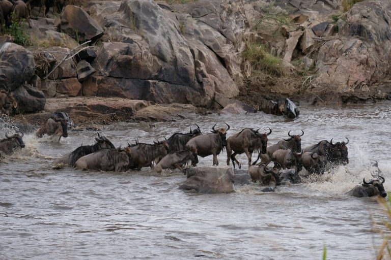 Wildlife wilderness Wildebeest 1