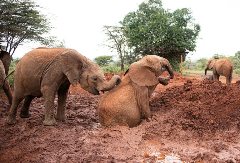 Young rescued elephants playing in the red mud while being rehabilitated at the Sheldrick Wildlife Center in Nairobi, Kenya.
