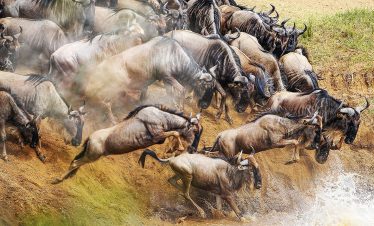 a-beautiful-wildebeest migration