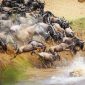 a-beautiful-wildebeest migration