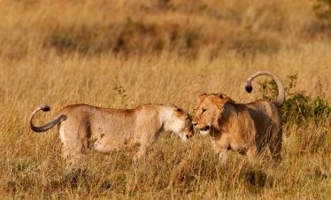 Entice Africa safaris and Tour Agency