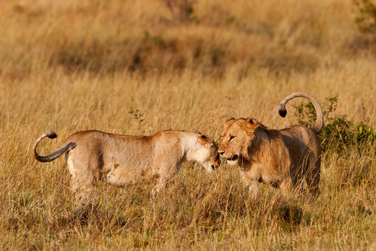 Entice Africa safaris and Tour Agency