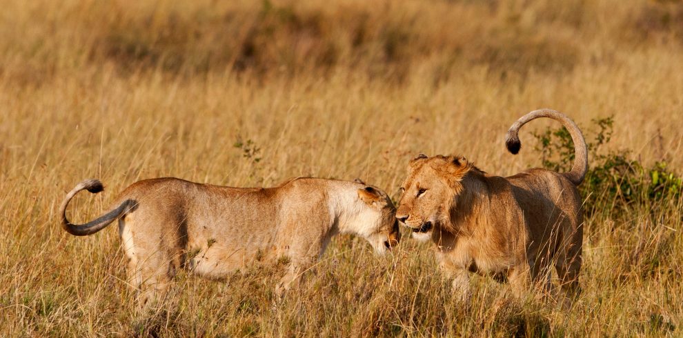 Entice Africa safaris and Tour Agency