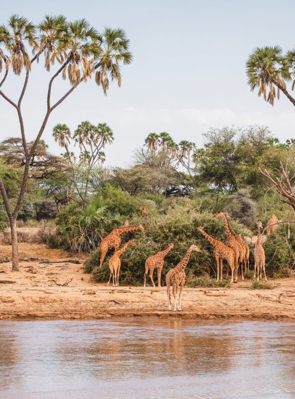 Animals in the wild - Reticulated giraffes - Samburu National Re