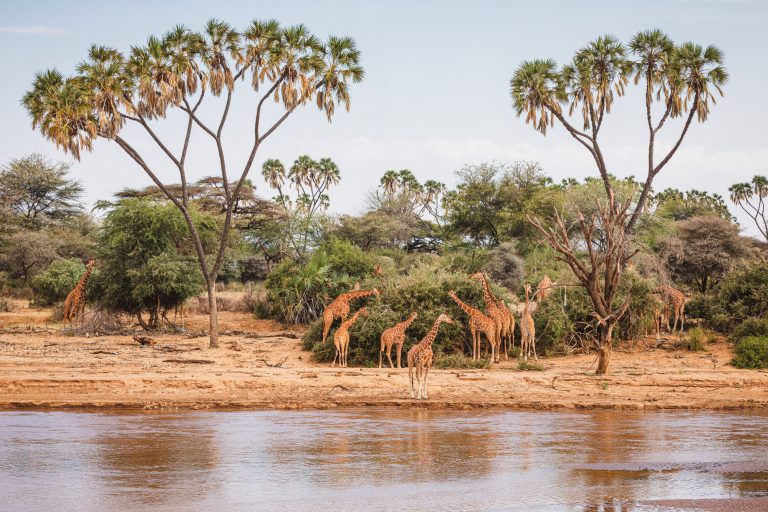 Animals in the wild - Reticulated giraffes - Samburu National Re