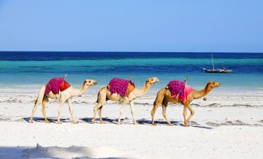 Camels walking behind each other on Diani Beach, Kenya