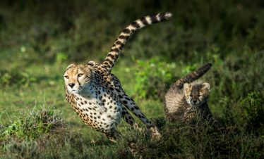 cheetah