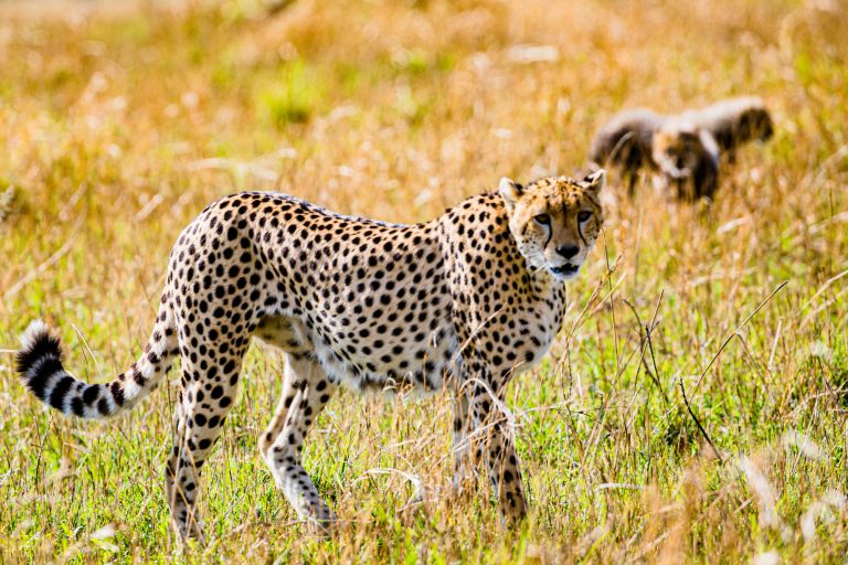 Entice Africa safaris and Tour Agency
