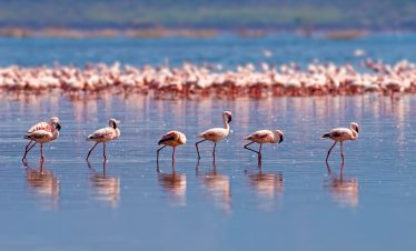 flamingos lake Nakuru