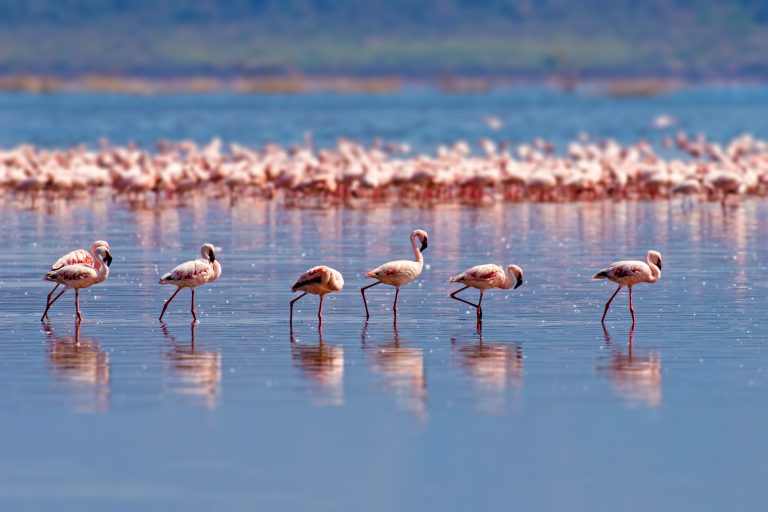 Flamingos on Lake Nakuru, Kenya