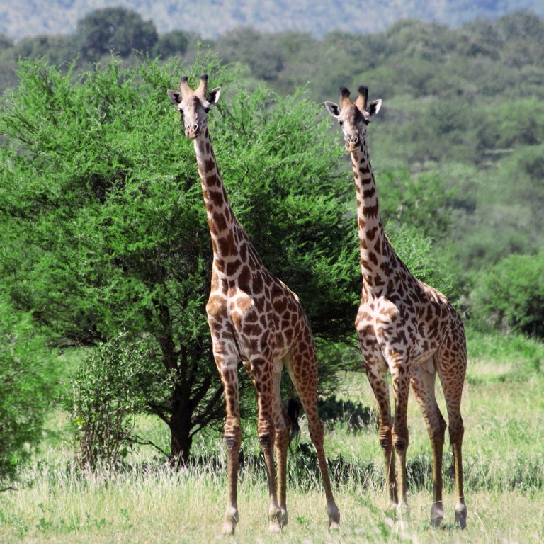wildlife safaris