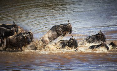 Entice Africa safaris and Tour Agency