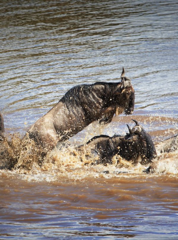 Entice Africa safaris and Tour Agency