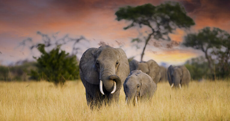 Photography safari