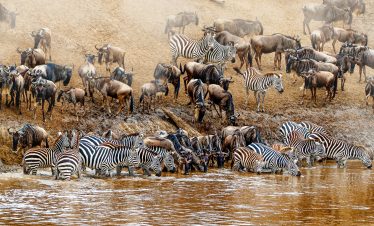 Kenya Great Wildebeest and Zebra Migration Scene