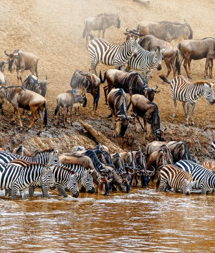 Kenya Great Wildebeest and Zebra Migration Scene