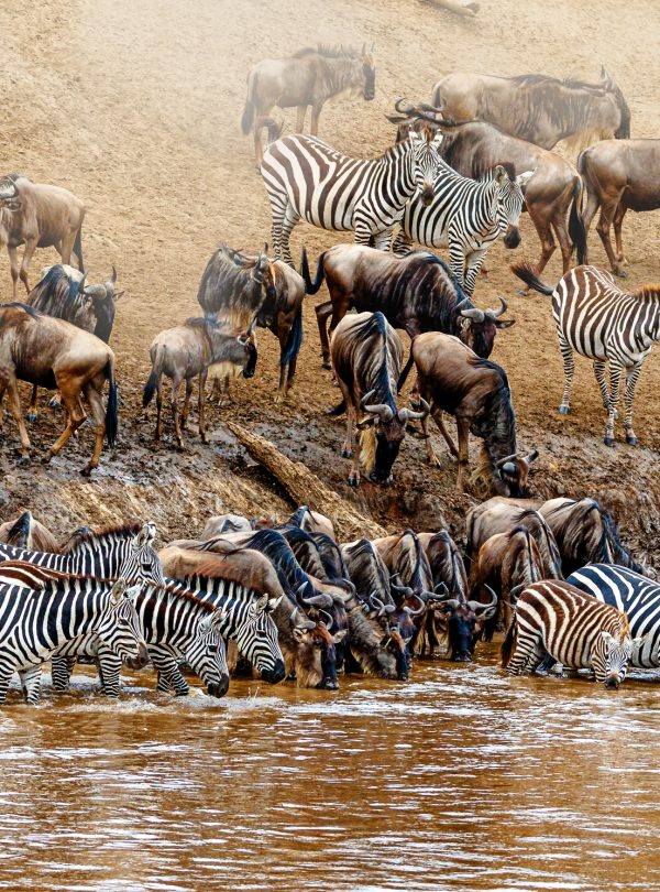 Kenya Great Wildebeest and Zebra Migration Scene