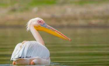 lake naivasha, Naivasha, Kenya