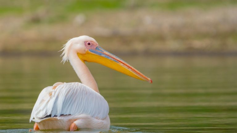 lake naivasha, Naivasha, Kenya