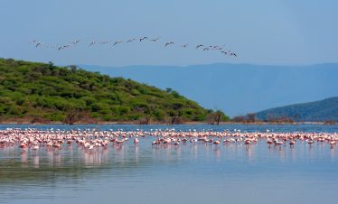 lake nakuru