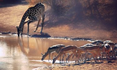 maasai mara safaris (2)