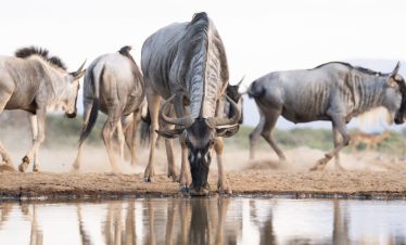maasai mara safaris