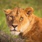 masai-mara-lion (1)