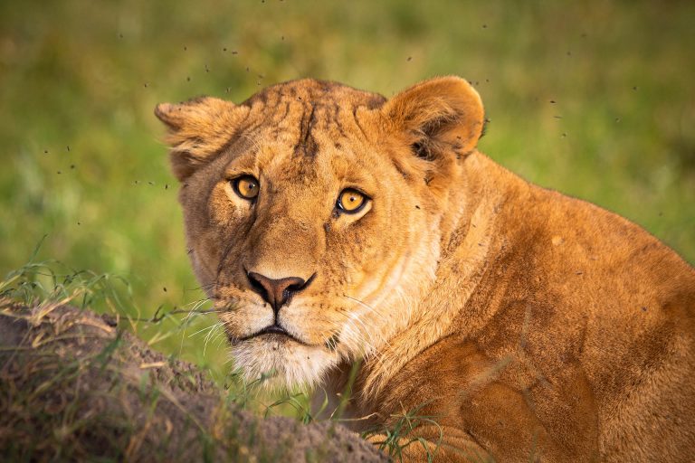 masai-mara-lion