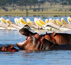 safaris_0001_5-days-4-nights-lake-naivasha-lake-nakuru-and-masai-mara-family-safari-1