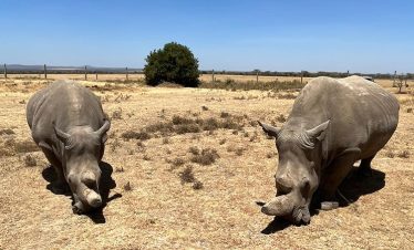 save-the-rhino-safari-1