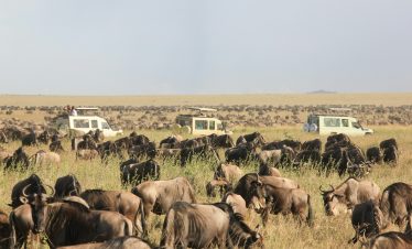serengeti