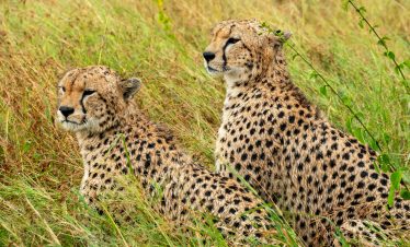 serengeti cheetah