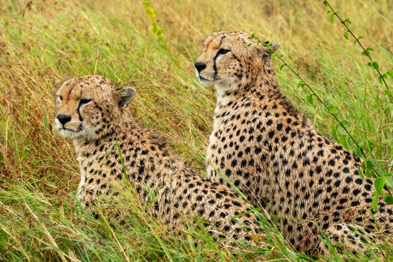 serengeti cheetah