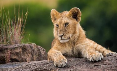 the-big-cat-safari-1