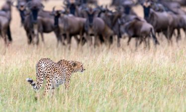 Wild african cheetah