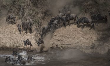 wildebeest-on-yearly-migration-launching-across