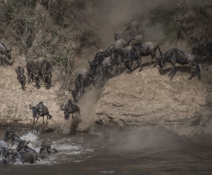 wildebeest-on-yearly-migration-launching-across