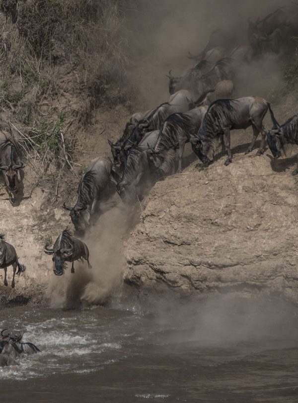 wildebeest-on-yearly-migration-launching-across