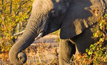 Entice Africa safaris and Tour Agency kenay tanzania safaris