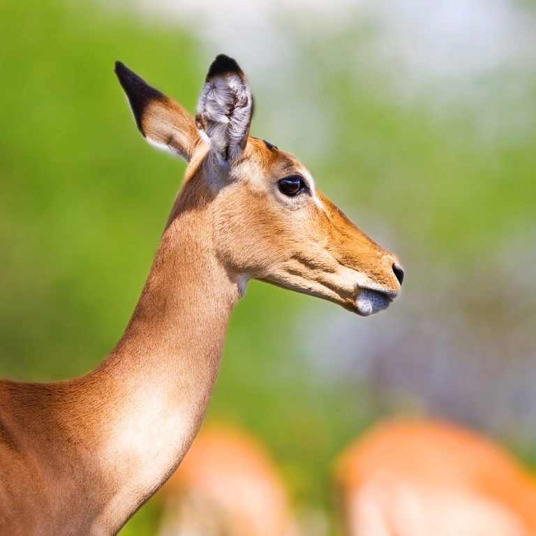 Entice Africa safaris and Tour Agency Tanzania safaris