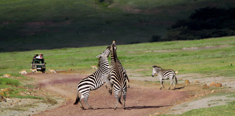 zebras-in-the-ngorongoro-crater-in-tanzania-2026-01-09-15-04-03-utc