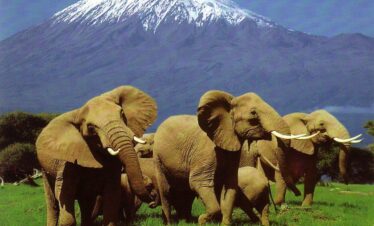 amboseli