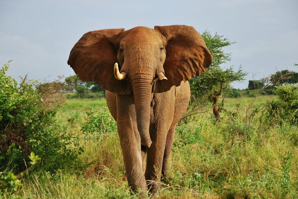 Meru National Park, Maua, Kenya