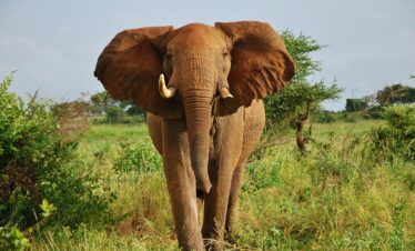 Meru National Park, Maua, Kenya