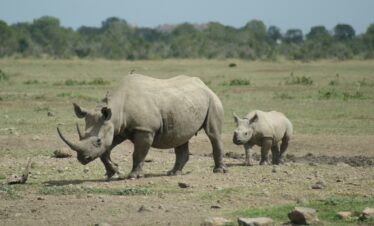 Ol Pejeta Conservancy Kenya