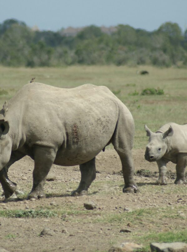 Ol Pejeta Conservancy Kenya