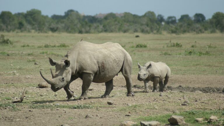 Ol Pejeta Conservancy Kenya