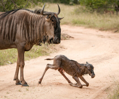 Wildebeest Calving Season Safari 2026