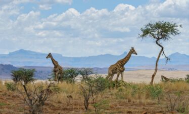 Photography Safari